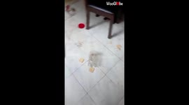 'Guilty Dogs Hide after Destroying the House'