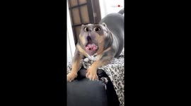 'Adorable Dog Argues with Owner '