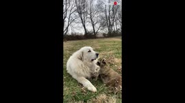 This dog is best friends with raccoon suffering from condition that affects mobility