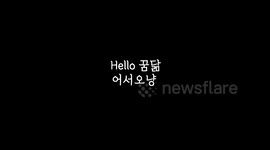 귀여운 고양이와 나비 종이 장난감/ Baby Cat and Butterfly Toys /Korean Short Hair/집에서 장난감이랑 놀아요