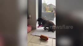 Adorable video shows puppies who use their own doorbell