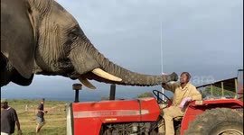 Curious elephant bull, Jabulani, checks out red tractor and greets his carer, Kevin