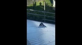 Aussie tradesman captures moment curious cat slides off roof and clings onto gutter