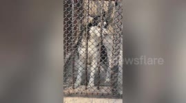 Chinese zoo attempt to pass off wolfdog as wolf