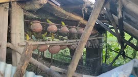 INDIAN RAT SNAKE (PTYAS MUCOSA) THAT ENTERED LOVE BIRDS FARM . This incident that took place near Tamilnadu in South India.