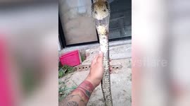 Aggressive cobra yields to man after he grabs its neck with his bare hands in Thailand