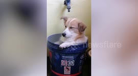 Hard to stay pup: Adorable sleepy dog struggles to stay awake while swimming in bucket