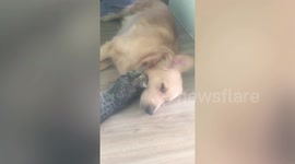 Meow-ssage: Cat demandingly massages doggy buddy in adorable clip