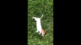 Lovely baby dog on the grass