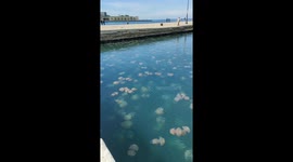 Jellyfish bloom fascinates passers-by in Italian port
