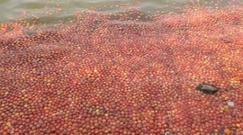 Angry Indian farmers fill lake with TOMATOES in protest of diminished earnings