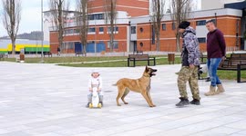 Dog protects child from potential assailants in intense training drill