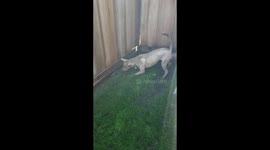 Dog finds a rat in the yard and wants to play, rat just wants to run away!