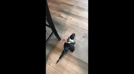 Fence Lizard riding a remote control dinosaur around the house!