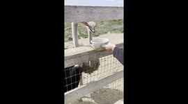 Ostriches pecking and fighting over food in Solvang, California