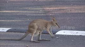 Meet the beautiful Agile Wallaby with a baby Joey in her pouch