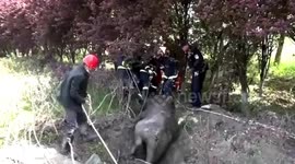 Chinese firefighters rescue buffalo trapped in narrow pipe shaft in eastern China