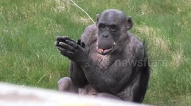 Chimp welcomes back visitors after lockdown with clapping and jumping