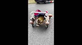 Disabled raccoon in US gets second chance to walk again with specially designed wheelchair