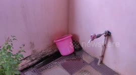The Indian Rat Snake in a household sewer pipe, Tamil Nadu, India.