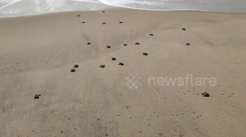 Indian man helps escort dozens of turtle hatchlings stuck on beach to the sea
