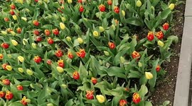 Tulips in spring. A walk in Russia