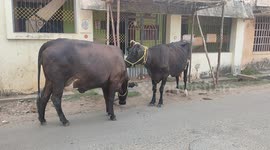 Mother cow shows her love to her daughter, Cuddalore, Tamil Nadu