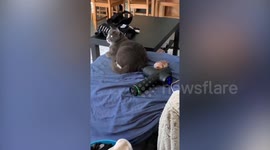 Cat enjoys rubdown from automatic gun massager left turned on