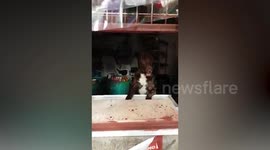 Clever pet dog greets customers buying at their mini-grocery store