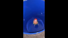 Crazy lovebird parrot jumps like a maniac in an Easter basket