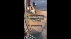 'Indiana Jones' the cat finds many ways to get attention from strangers