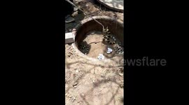 Experts clear nesting site of of deadly snakes in northeastern India