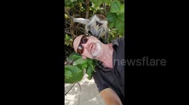 Man getting groomed by a Red Colobus Monkey in Zanzibar