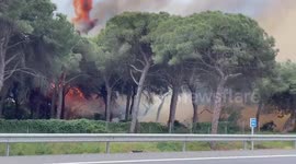 Protesting Airbus workers allegedly start forest fire after burning road barricade