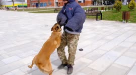 This dog was filmed protecting a lost wallet from potential passers-by or robbers in a rigorous training exercise.