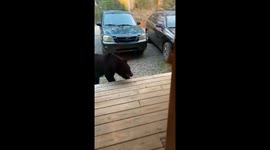 'I wanted my car scratched up!' Tennessee family of bears smell steak, roll up and stun Gatlinburg family of humans