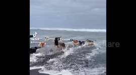 Over a dozen dogs storm New Zealand beach and have the time of their lives in this adorable scene