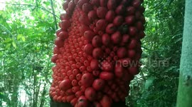 Rare fruits of world's smelliest plant found in Indonesian forest