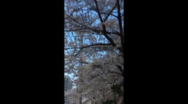 Cherry blossom trees in Seoul, South Korea. Cute and lovely !