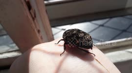 Fail: When a beetle decides to use your hand as its personal bathroom
