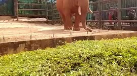 Elephant eats plastic bag after it is thrown into enclosure by tourist at Chinese zoo