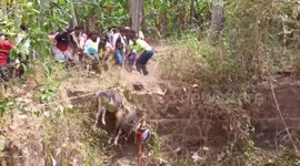 Bull that takes part in the bull taming event fell into a dried well and was rescued safely in India
