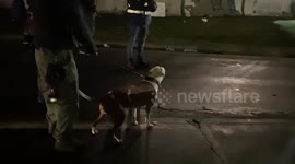 Dog whimpers in fear after negligent owner brings his pet to the violent protest in Brooklyn Center, Minnesota.
