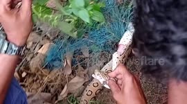 Viper rescued in India after spending five days trapped in fishing net