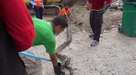 Terrified teachers find huge 17ft long python outside school in Thailand