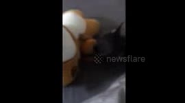 귀여운 / 강아지/ 새끼 / 치와와/ 노는영상 / 인형 / 장난감 / 귀엽다