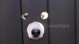 Husky owner creates holes in his gate so dogs can watch the world go by
