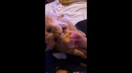 A large ginger cat desperately grabs owner's arm for a bite of a cookie