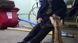 Tiger cub rescued from drug lab has found new home in Russia