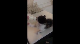 The cute kitten is drinking milk from a bottle of milk. A baby cat in Korea.